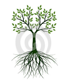 Green Tree with Leaves. Vector outline Illustration. Plant in Garden