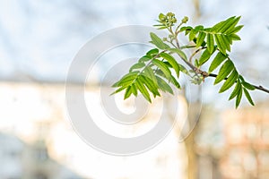 Green tree leaves on white copy space.