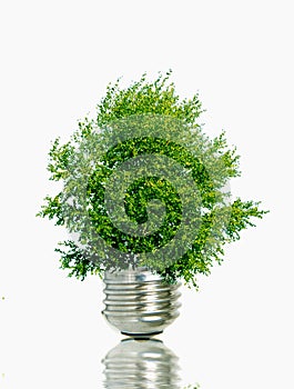 green tree in a light bulb - save energy, fight global warming