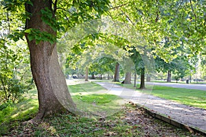 Green Tree Lined Path in Park