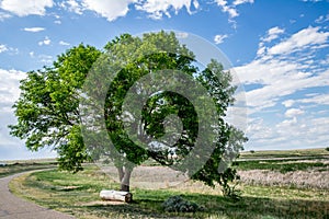 Green tree with log bench under blue sky