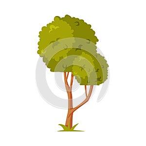 Green Tree with Lush Foliage as Park Zone Element Vector Illustration