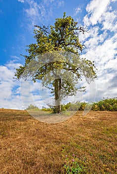 Green tree with apples on a meadow on sunny day. Landscape view of Lonely tree on the hill with blue sky background