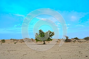 green tree middle of the desert