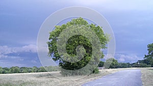 A green tree in the middle of the praire photo