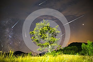 Green tree Milky way Meteor Shower