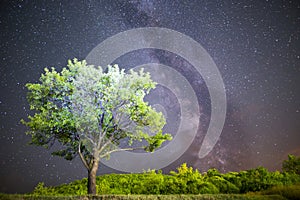 Green tree Milky way night sky