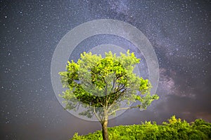Green tree Milky way night sky