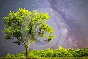 Green tree Milky way night sky