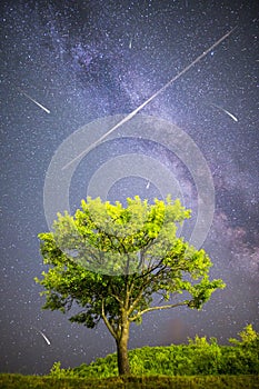 Green tree Milky way night sky falling stars