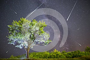 Green tree Milky way night sky falling stars