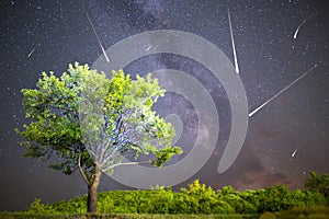 Green tree Milky way night sky falling stars