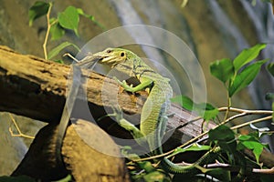 Green tree monitor