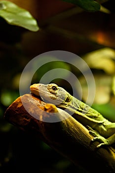 Green Tree Monitor