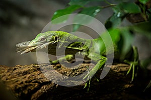 Green tree monitor eating Grasshopper