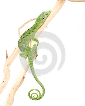 Green Tree Monitor Lizard