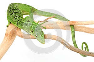 Green Tree Monitor Lizard