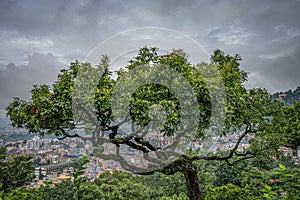 A green tree of Monkey Temple