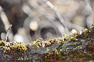 Green tree moss closeup background.