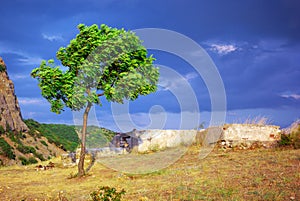 Verde un árbol en montana 