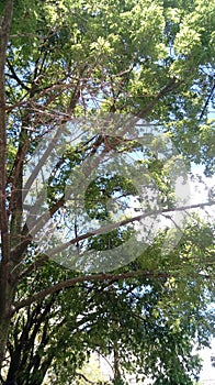 Verde un árbol naturaleza nube el cielo 