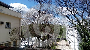 Verde un árbol naturaleza nube el cielo 