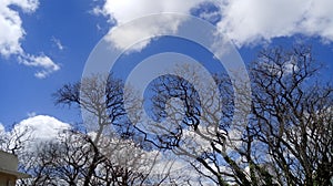 Verde un árbol naturaleza nube el cielo 