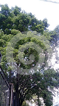 Verde un árbol naturaleza nube el cielo 