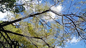 Verde un árbol naturaleza nube el cielo 