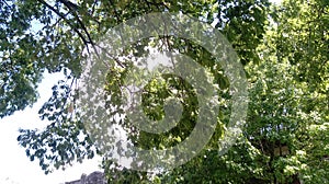 Verde un árbol naturaleza nube el cielo 