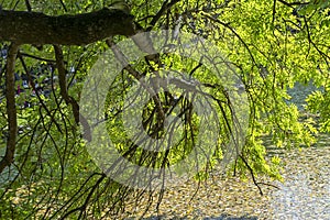 Green tree near autumn forest lake landscape