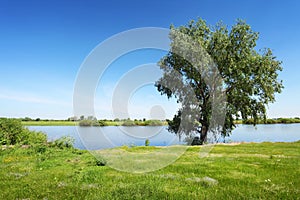 Green tree near the river