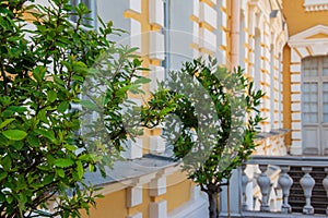 Green tree next to yellow 18th century palace facade painted in yellow and white close up