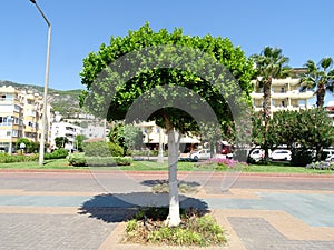 Green tree at noon in the South.