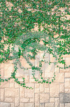 Green tree on old brick wall