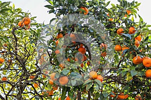Green tree with oranges in an orange grove in the garden