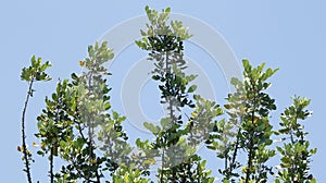 Green tree over blue sky