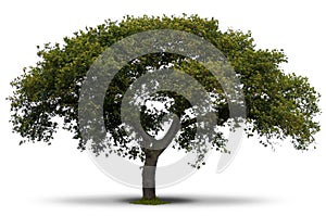 Green tree over white