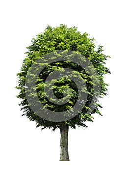 Green tree over white