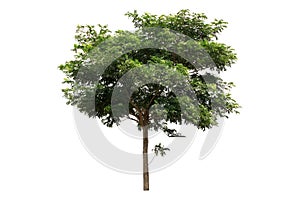 Green Tree Over White Background With Grass At The Root And Shadow