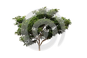 Green Tree Over White Background With Grass At The Root And Shadow