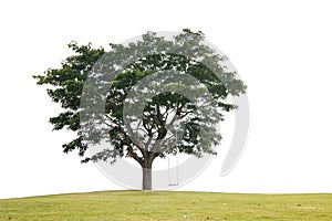 Green Tree Over White Background With Grass At The Root And Shadow