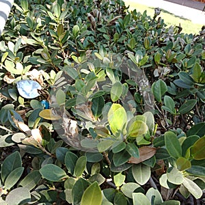 This is a green Tree pan