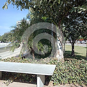 Green tree and green pan with sit