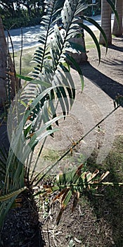 Green tree and green pan