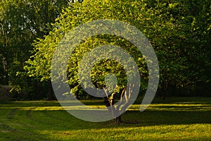 Green tree in the park with morning sunlight