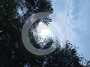 Green tree with a peeping sun