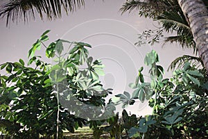 Green tree photos with HDR mode photo