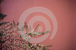 Green tree plant growing along orange wall