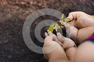 Green Tree Planting World Green Trees with money, saving money and growing hands.